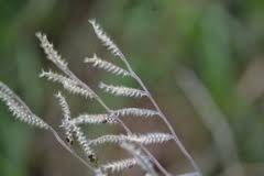Image result for Eriochloa meyeriana