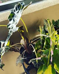 Potted plants can add a pop of color to your home, but dog owners should know about these common house plants poisonous to dogs. Houseplants Toxic And Non Toxic To Your Pets Jenlovespets