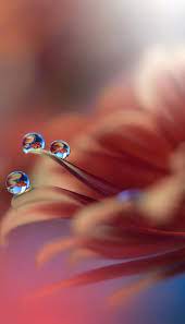 Lock screen pinterest beautiful wallpaper, white daisies #flowers plant wallpaper, beautiful, samsung galaxy a10 wallpapers, 𝚙𝚒𝚗𝚝𝚎𝚛𝚎𝚜𝚝. 35 Best Iphone Screen Lock Wallpaper Funmary Beautiful Wallpapers Backgrounds Locked Wallpaper Beautiful Flowers Wallpapers