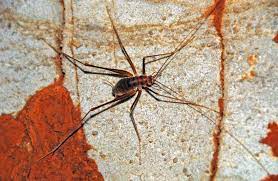 Whether you're dealing with house crickets, ground crickets, field crickets, camel crickets, or even jiminy cricket himself, control is easily achieved even by those with little or no experience combating pests. How To Get Rid Of Cave Crickets Place Improvement