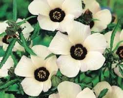 Image result for Pavonia senegalensis