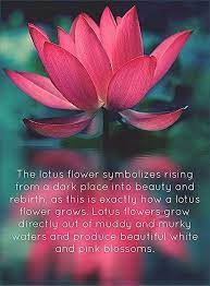 Pin By Lee Ann Kabler On Lotus Lotus Flower Quote Lotus Flower Meaning Flower Quotes
