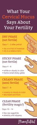 Cervical Mucus Chart Know When You Re Fertile Mama Natural Cervical Mucus Cervical Mucus Chart Mucus