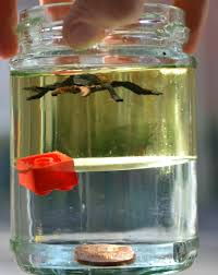what is density?  science experiments