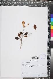 Image result for Plectranthus swynnertonii