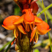 Image result for Satyrium macrophyllum