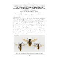 You have to start a wasp fogger in the room and close the room so that these wasps can't fly out of the reach of the fogger. Pdf Record Sized Perennial Subterranean Nest Of The Introduced European Wasp Vespula Germanica Hymenoptera Vespidae Vespinae In Northern Tasmania