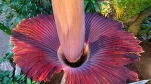 The flower is a rare tropical specimen that only blooms about once a decade — and then only for 24 to 36 hours. Corpse Flower Bloom For Android Apk Download