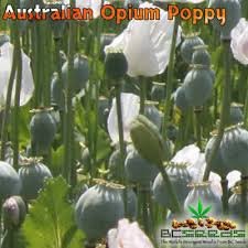 The best part about growing poppies is that once you have planted them, they will come back every year, resulting in graceful drifts with time. Australian Opium Poppy Seeds