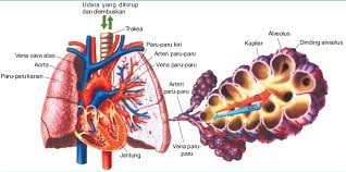 Perbedaan tekanan pada area membran respirasi akan mempengaruhi. Fungsi Alveolus Adalah Pengertian Fungsi Ciri Dan Struktur Bagiannya