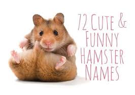 72 Leuke En Grappige Hamsternamen Voor Mannen En Vrouwen Grappige Hamsters Hamster Kooien Grappig