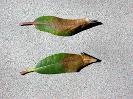 Typical soil temperatures in raspberry growing regions indicate that phytophthora citricola may only be of minor. Phytophthora Root Rot Of Trees And Shrubs