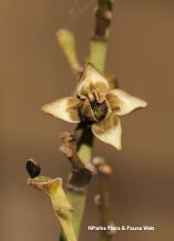 Image result for Platysepalum