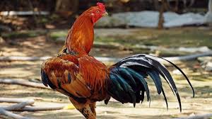 Mimpi ayam hitam melambangkan kegagalan atau tertundanya suatu keinginan si pemimpi selama ini. Arti Mimpi Tentang Ayam Akan Mendapatkan Keberuntungan