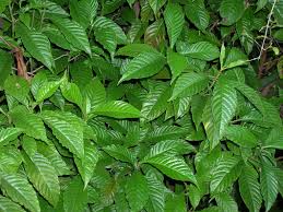 Image result for Landolphia ligustrifolia