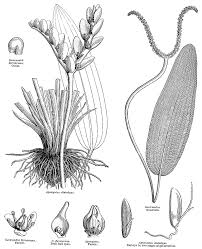 Image result for Aponogetonaceae