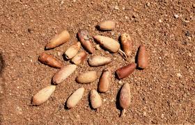 Image result for Berchemia discolor