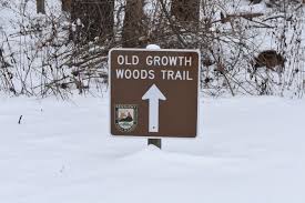 Lloyd Woods in the Snow, Curtis Gates Lloyd Wildlife Management Area