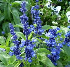 Image result for Salvia farinacea