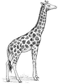 Pack Of 12 Parchment Gift Tags Line Drawing Giraffe For More Information Visit Image Link Giraffe Drawing Giraffe Art Giraffe Tattoos