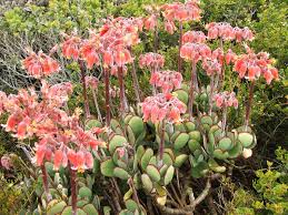 Image result for Cotyledon barbeyi