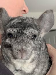 Good day we have 2 baby chinchillas in the nursery in brackenfell. My Sweet Chika She S 20 Years Old And Going Strong I Got Her In High School When She Was 6 Months Old Now I M Married With 3 Kids And They All Get