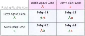 Rabbit Genetics Easy To Understand Basics Of Genetic