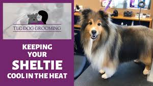 Dermatomyositis (dm) aka.sheltie skin syndrome, sheltie skin disease. 3 Grooming Tips To Keep Your Sheltie Cool In The Heat Youtube