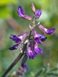 Image result for Astragalus