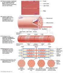 Myths Lies In Bodybuilding 5 Min To Health Anatomy And Physiology Physiology Human Anatomy And Physiology