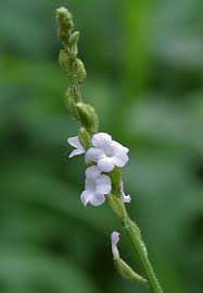 Image result for Priva flabelliformis