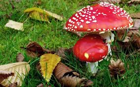 Herfst Achtergronden En Foto S Herfstbladeren Herfst Achtergronden