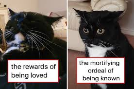 Get ready for 100+ ideas that range from spooky to sweet to these 100+ halloween cat names provide plenty of inspiration and will lead you to a name you'll jessi is a marketing strategist for fortune 50 companies who loves to research and write about pets. People On Reddit Are Sharing The Worst Pet Names