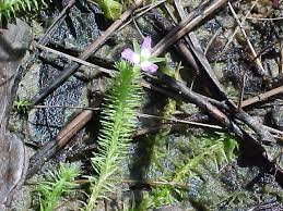 Image result for Mayacaceae