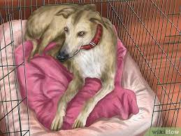 4 Ways To Care For A Greyhound - Wikihow Pet