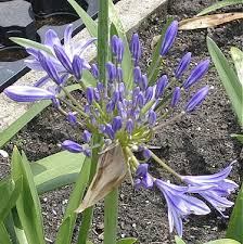 Fiorisce copiosamente, tra il blu e il viola, con corolle da 2,5 cm di diametro, da maggio a ottobre. Agapanthus Blu Pacifico Fiori Blu Violetto Giardino Pianta Ex 2 Litri Pot Ebay