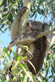 Pin On Melbourne Australia Wildlife