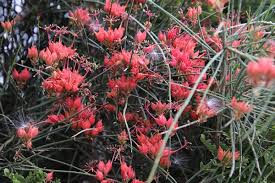 Image result for Cadaba