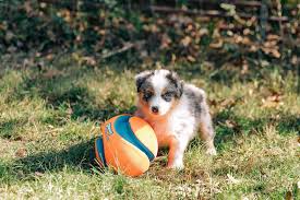 Uwharrie australian shepherds is a small hobby kennel dedicated to. 2acwihpdh6nk4m