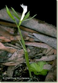 Image result for Nervilia crociformis