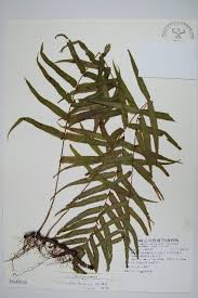 Image result for Asystasia hedbergii