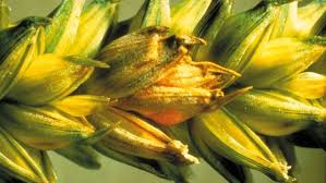 Fusarium spp. ile ilgili gÃ¶rsel sonucu