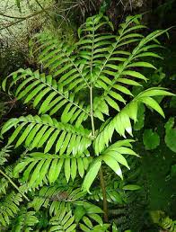 Image result for Ptisana