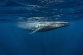 15 Of The Largest Animals Of Their Kind On Earth Blue Whale Big Animals Whale
