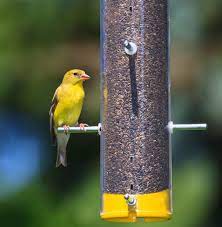 Shop Our Wide Selection Of Nyjer Feeders For Your Goldfinch Friends Wild Bird Food Nyjer Seed Bird