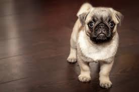 Pug Puppies: Everything You Need to Know | The Dog People by Rover.com