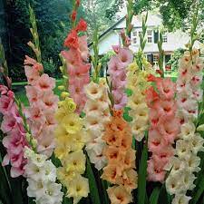 Bulb planting depth & spacing. Pastel Gladiolus Bulbs Mix Large Flowering Gladiolus High Country Gardens