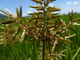 Image result for Pycreus macrostachyus