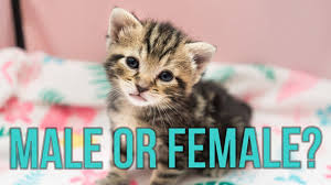 Two week old kittens will also need to be stimulated to go to the bathroom. Male Or Female How To Tell The Sex Of A Kitten Youtube
