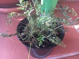 However, there are some things you should be aware of. Rabbits Foot Fern Is Dying What S Wrong With It Gardening